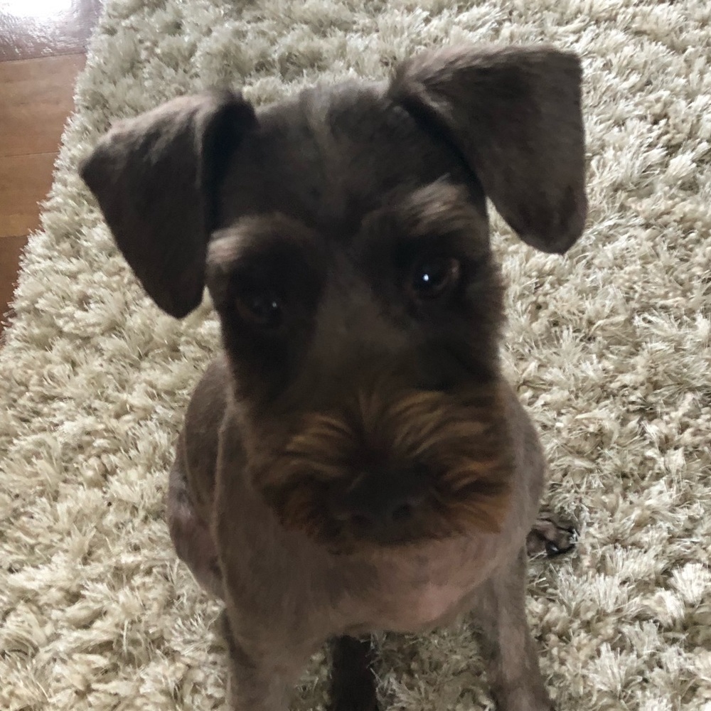 Meet your Posher, Maci